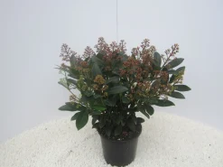 Struiken|Ecocheques|ohgreen Skimmia japonica Rubella