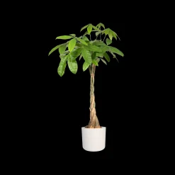 Ecocheques|Potten En Vazen|ohgreen SOFT ROND 22CM WIT
