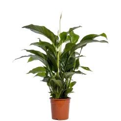 Bloeiende Planten|Ecocheques|ohgreen Spathiphyllum Sweet Lauretta ( Lepelplant of Vredeslelie )