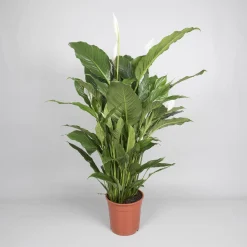 Ecocheques|Bloeiende Planten|ohgreen Spathiphyllum 'sweet sebastiano' (lepelplant)