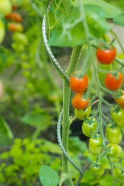 Bind En Steun|Ecocheques|ohgreen Spiraalvormige plantensteun
