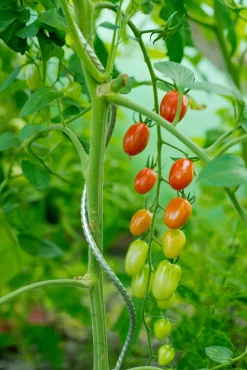 Bind En Steun|Ecocheques|ohgreen Spiraalvormige plantensteun