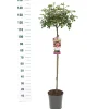 Struiken|Ecocheques|ohgreen Stamroos Rosa 'Bonita' Renaissance