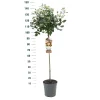 Struiken|Ecocheques|ohgreen Stamroos Rosa 'Gartnerprinzessin Marie-josé