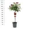 Struiken|Ecocheques|ohgreen Stamroos Rosa 'Red Leonardo da Vinci'