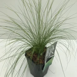 Vaste Planten|Ecocheques|ohgreen Stipa tenuissima Ponytails