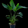Groene Planten|Ecocheques|ohgreen Strelitzia Nicolai p24