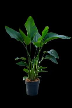 Groene Planten|Ecocheques|ohgreen Strelitzia Nicolai p24