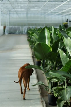 Groene Planten|Ecocheques|ohgreen Strelitzia Nicolai p24