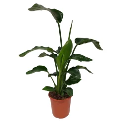 Groene Planten|Ecocheques|ohgreen Strelitzia (Paradijsvogelbloem)