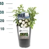 Struiken|Ecocheques|ohgreen Struikroos Rosa 'Cutie Pie'