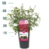 Struiken|Ecocheques|ohgreen Struikroos Rosa 'Madame Anisette'