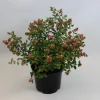 Struiken|Ecocheques|ohgreen Symphoricarpos Magical Galaxy