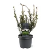 Struiken|Ecocheques|ohgreen Taxus media Groenland