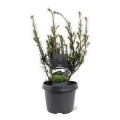 Struiken|Ecocheques|ohgreen Taxus media Groenland