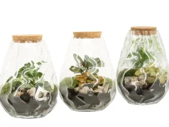 Composities En Terrariums|Ecocheques|ohgreen Terrarium arrangement