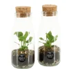 Composities En Terrariums|Ecocheques|ohgreen Terrarium arrangement