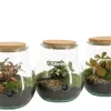 Composities En Terrariums|Ecocheques|ohgreen Terrarium arrangement
