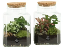Composities En Terrariums|Ecocheques|ohgreen Terrarium arrangement
