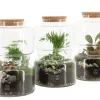 Composities En Terrariums|Ecocheques|ohgreen Terrarium arrangement