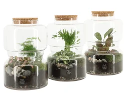 Composities En Terrariums|Ecocheques|ohgreen Terrarium arrangement