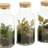 Composities En Terrariums|Ecocheques|ohgreen Terrarium arrangement