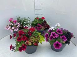 Voorjaar|Ecocheques|ohgreen Terrasplanten