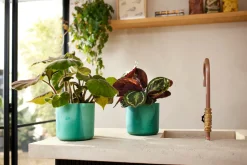 Potten En Vazen|Ecocheques|ohgreen The Ocean Collection 14cm Pacific green