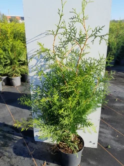 Struiken|Ecocheques|ohgreen Thuja occidentalis Brabant ( Levensboom )