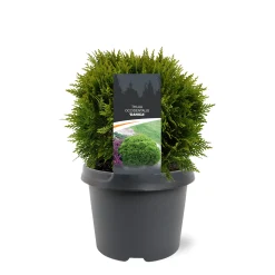 Struiken|Ecocheques|ohgreen Thuja occidentalis 'Danica'