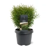 Ecocheques|Struiken|ohgreen Thuja occidentalis 'Tiny Tim'