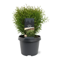 Ecocheques|Struiken|ohgreen Thuja occidentalis 'Tiny Tim'