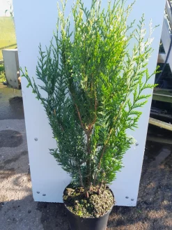 Struiken|Ecocheques|ohgreen Thuja plicata Atrovirens ( Reuzenlevensboom )