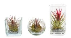 Groene Planten|Ecocheques|ohgreen Tillandsia glas mix (luchtplantje)