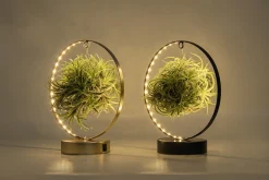 Composities En Terrariums|Ecocheques|ohgreen Tillandsia led edition