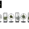 Groene Planten|Ecocheques|ohgreen Tillandsia mix s