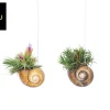 Groene Planten|Ecocheques|ohgreen Tillandsia Shelly hang (luchtplantje)