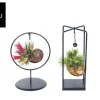 Groene Planten|Ecocheques|ohgreen Tillandsia Shelly mix (luchtplantje)