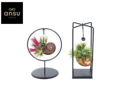 Groene Planten|Ecocheques|ohgreen Tillandsia Shelly mix (luchtplantje)