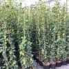 Klimplanten|Ecocheques|ohgreen Trachelospermum jasminoides ( Sterjasmijn )