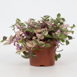 Groene Planten|Ecocheques|ohgreen Tradescantia fluminensis Quadricolor ( Vaderplant )