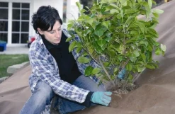 Worteldoek|Maak Je Tuin Lenteklaar|ohgreen Tuindoek gold 1,15x10m 125g/m²