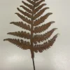 Decoratie|ohgreen Tuinsteker varens ecoroest