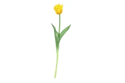 Sfeermakers|ohgreen Tulipa