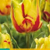 Bloembollen|Ecocheques|ohgreen Tulp texas flame 7st