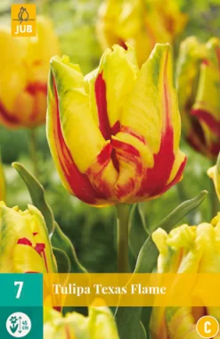 Bloembollen|Ecocheques|ohgreen Tulp texas flame 7st