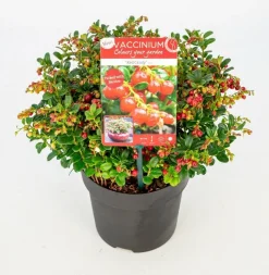 Struiken|Ecocheques|ohgreen Vaccinium vitis idaea ' red candy' - rode bosbes, vossenbes, hondsbes