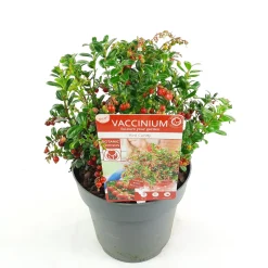 Struiken|Ecocheques|ohgreen Vaccinium vitis idaea ' red candy' - rode bosbes, vossenbes, hondsbes