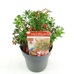 Struiken|Ecocheques|ohgreen Vaccinium vitis idaea ' red candy' - rode bosbes, vossenbes, hondsbes