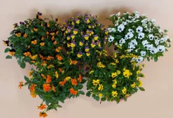 Violen|Ecocheques|ohgreen Viool in schaal